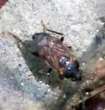Cryphula trimaculata - Cryphula trimaculata