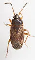 Cryphula trimaculata - photo 3