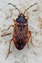 Cryphula trimaculata - photo 4