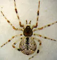 Cryptachaea blattea - photo 2