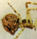 Cryptachaea blattea - photo 3