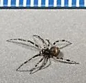 Cryptachaea blattea - photo 4