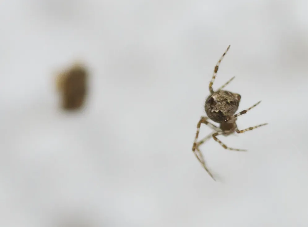 Cryptachaea porteri