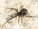 Cryptachaea rupicola