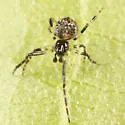 Cryptachaea rupicola - photo 2