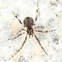 Cryptachaea rupicola - photo 3