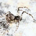 Cryptachaea rupicola - photo 4