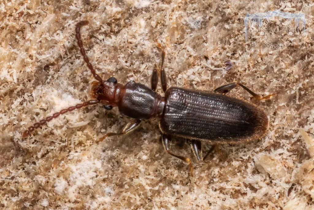 Shorthorned Flat Beetle - photo 2