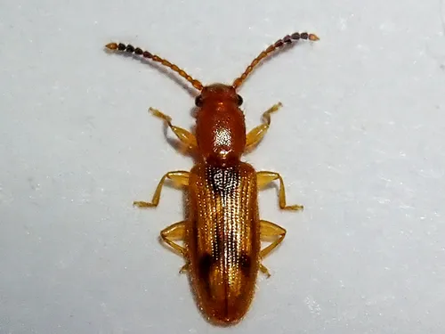 Desjardins's Flat Beetle