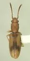 Desjardin's Beetle