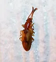 Desjardin's Beetle - photo 2