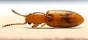 Desjardin's Beetle - photo 3