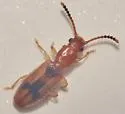 Desjardin's Beetle - photo 4