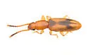 Desjardin's Beetle - photo 5