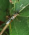 Cryptanura septentrionalis