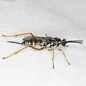Cryptanura septentrionalis - photo 2