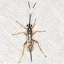 Cryptanura septentrionalis - photo 3