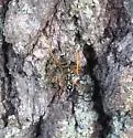 Cryptanura septentrionalis - photo 4