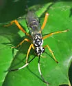 Cryptanura septentrionalis - photo 5