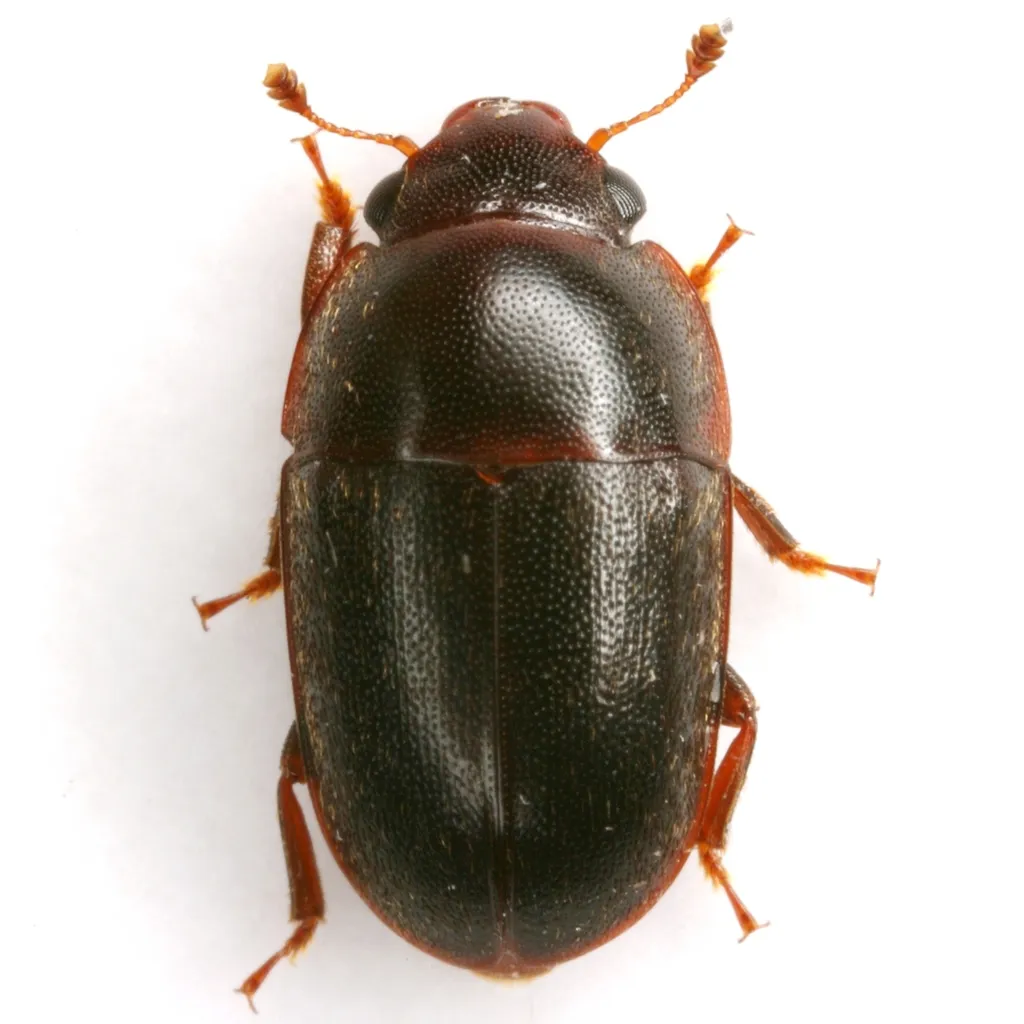 Cryptarcha ampla