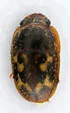 Cryptarcha concinna - photo 2
