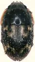 Cryptarcha concinna - photo 3