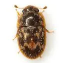 Cryptarcha concinna - photo 4