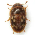 Cryptarcha concinna - photo 5