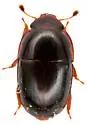 Cryptarcha glabra