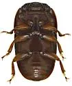 Cryptarcha glabra - photo 3