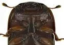 Cryptarcha glabra - photo 4