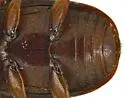 Cryptarcha glabra - photo 5