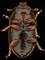 Cryptarcha sp-one-ariz - photo 2