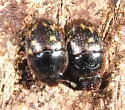 Cryptarcha strigatula