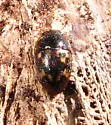 Cryptarcha strigatula - photo 2