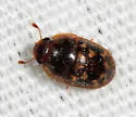 Cryptarcha strigatula - photo 3