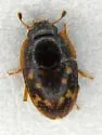 Cryptarcha strigatula - photo 4
