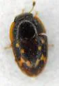 Cryptarcha strigatula - photo 5