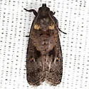 Cryptaspasma bipenicilla - Hodges#2704.1 - photo 2