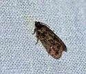 Cryptaspasma bipenicilla - Hodges#2704.1 - photo 3
