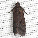 Cryptaspasma bipenicilla - Hodges#2704.1 - photo 4