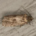 Cryptaspasma bipenicilla - Hodges#2704.1 - photo 5