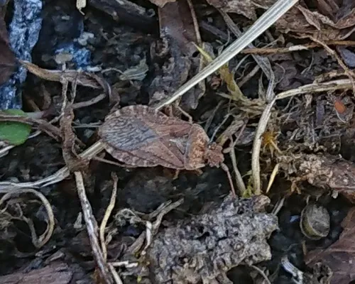 Cryptic Leatherbug