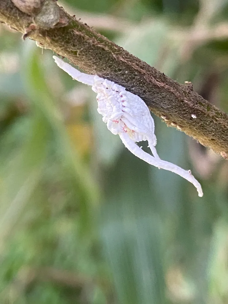Crypticerya brasiliensis