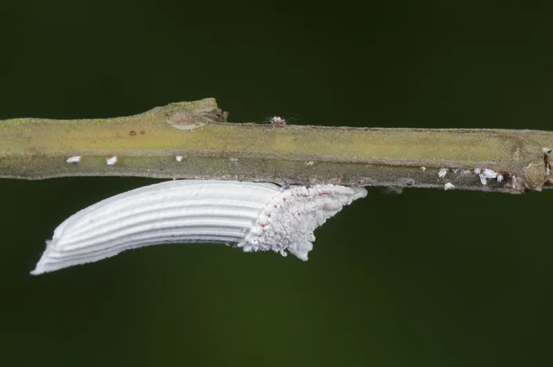 Crypticerya genistae - photo 3