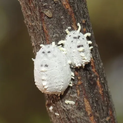 Morrill's Giant Scale Insect