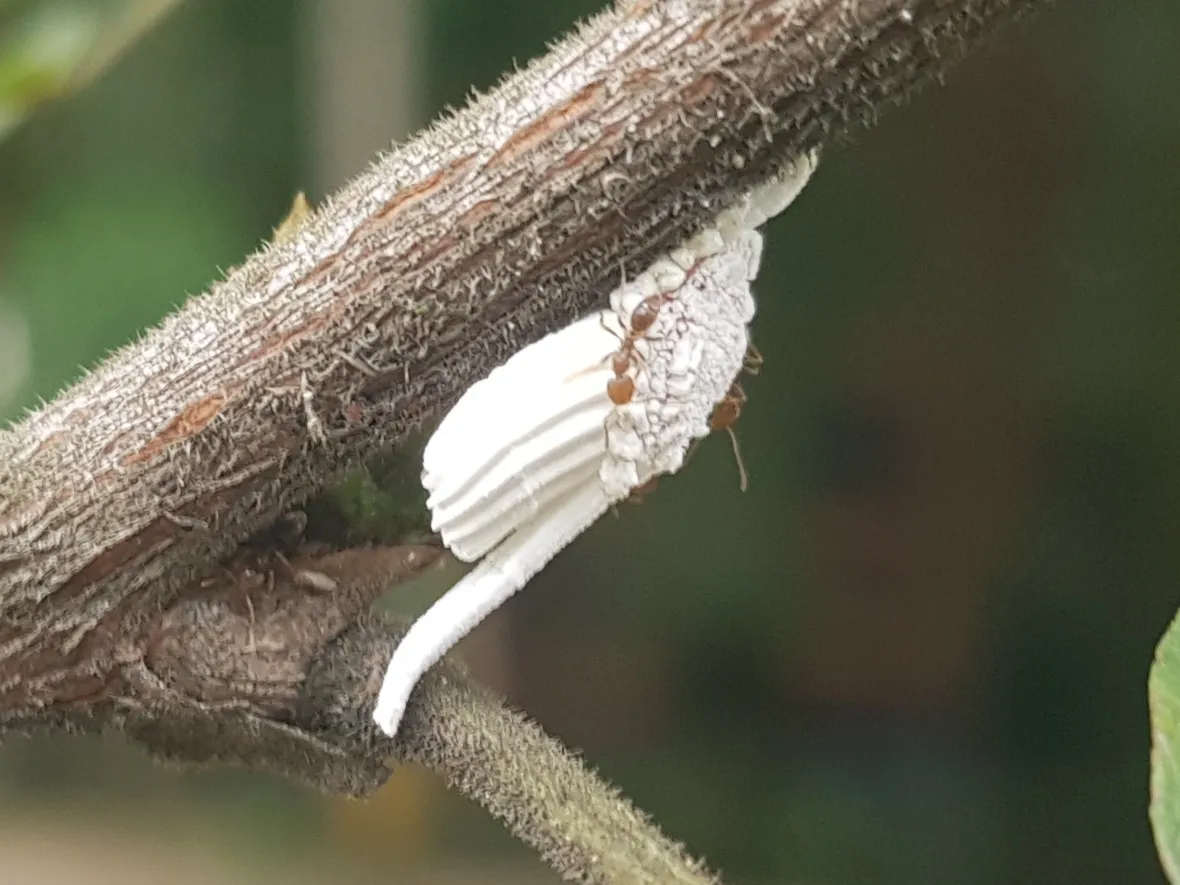 Multicicatrices Fluted Scale - photo 3