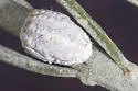 Crypticerya townsendi
