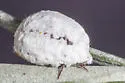 Crypticerya townsendi - photo 3
