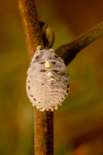 Crypticerya tuberculata